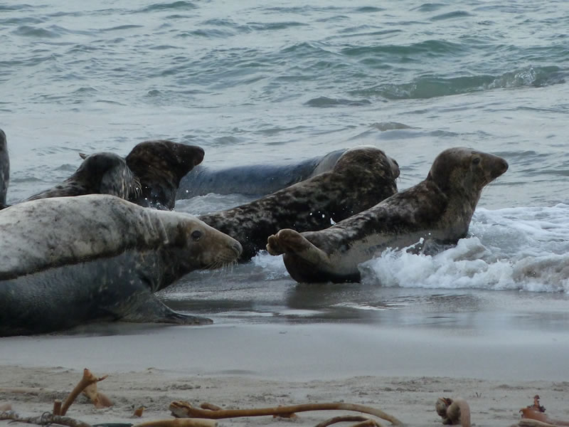 Young seals on beach