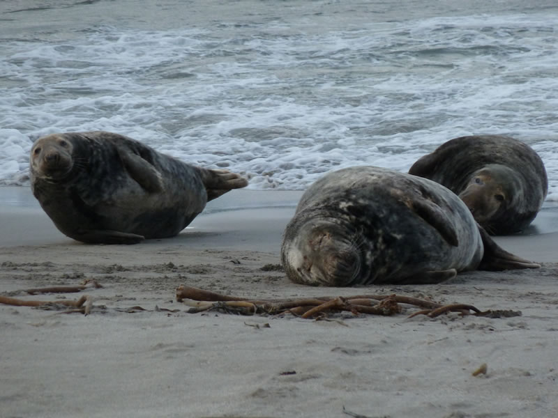 Seals on the beach - picture 16