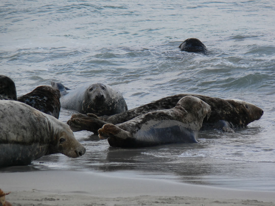 Seals - Picture of seals