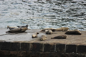 Photo 13 - Pictures of Seals