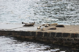 Photo 14 - Pictures of Seals
