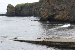 Photo 15 - Pictures of Seals