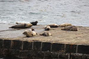 Photo 16 - Pictures of Seals