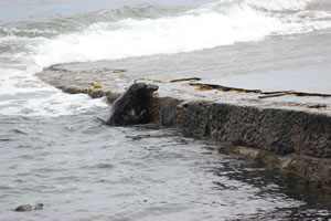 Photo 19 - Pictures of Seals