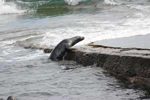 Photo 21 - Pictures of Seals