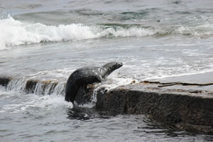 Photo 23 - Pictures of Seals