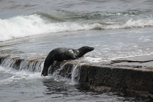 Photo 24 - Pictures of Seals