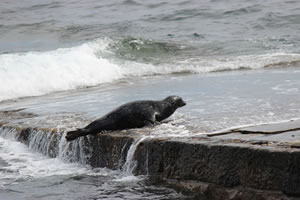 Photo 25 - Pictures of Seals