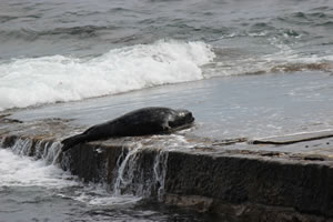 Photo 26 - Pictures of Seals