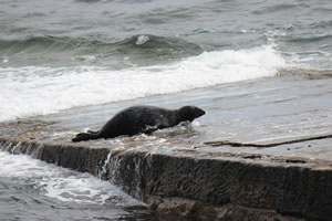 Photo 27 - Pictures of Seals