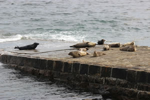 Photo 29 - Pictures of Seals