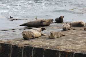 Photo 34 - Pictures of Seals