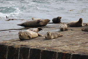 Photo 35 - Pictures of Seals