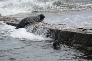 Photo 36 - Pictures of Seals