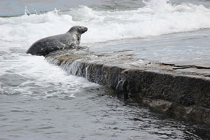 Photo 37 - Pictures of Seals