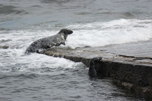 Photo 39 - Pictures of Seals
