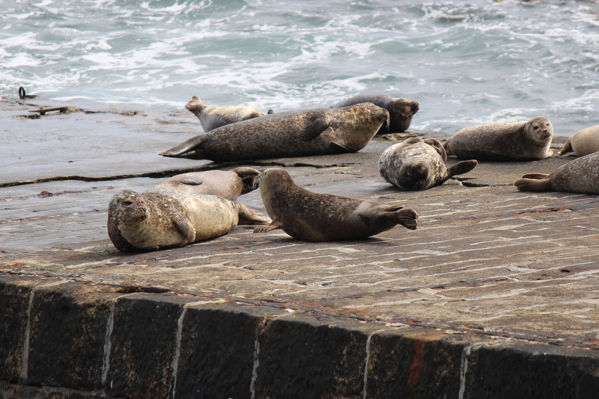 Seals at Windhaven, Caithness, North of Scotland.