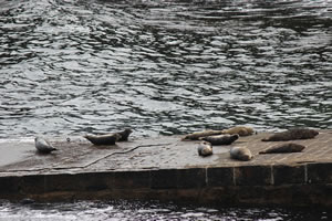 Photo 8 - Pictures of Seals