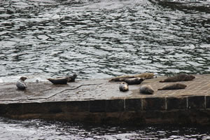 Photo 9 - Pictures of Seals