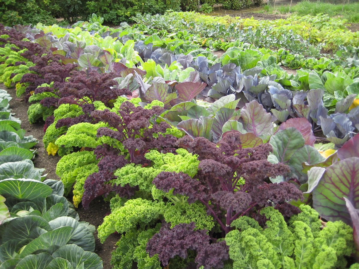 Caithness and Sutherland