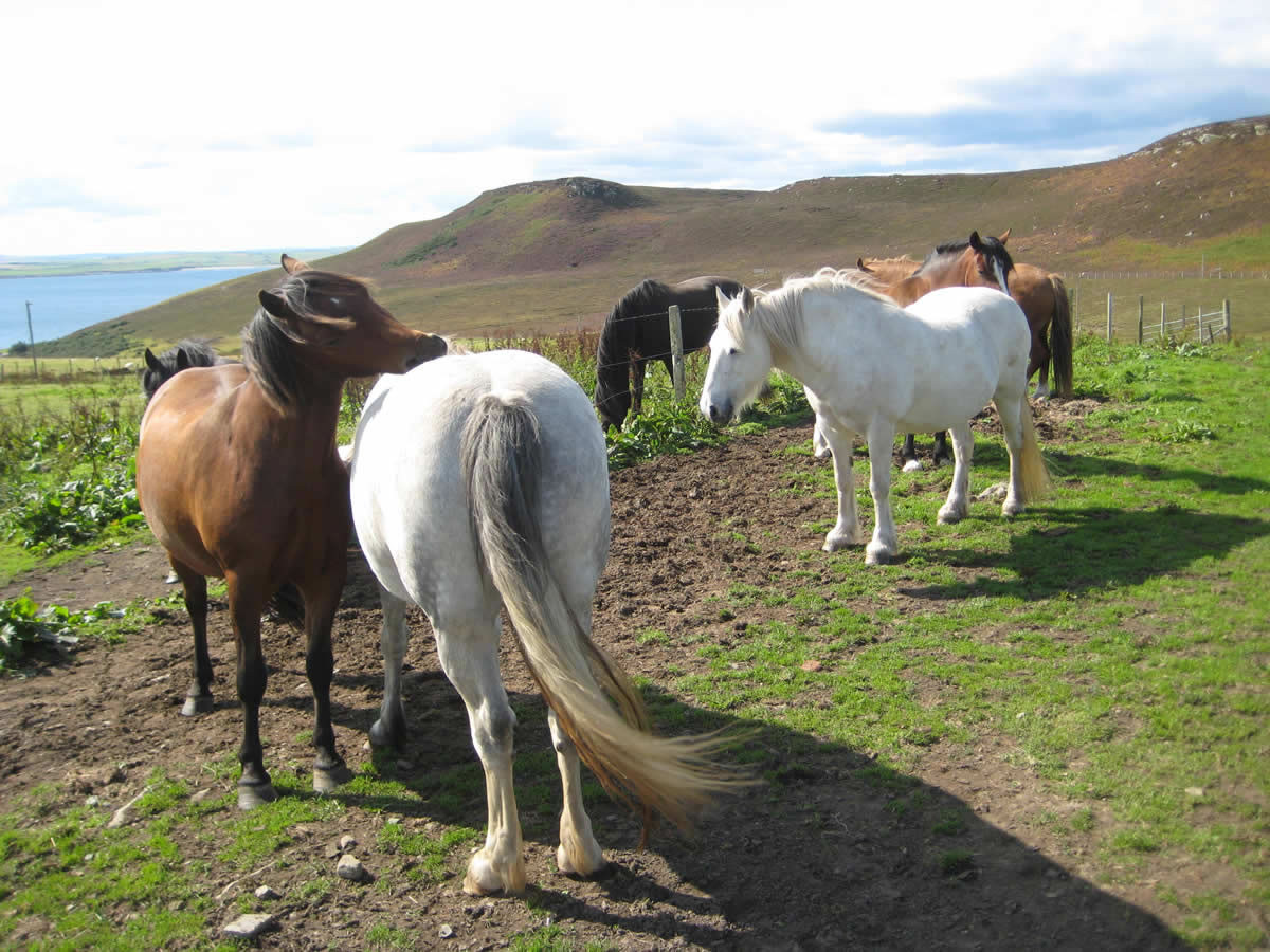 Caithness and Sutherland