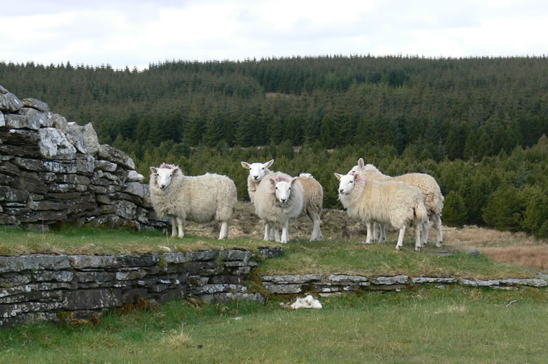 Sheep are some of the visitors to the Grey Cairns