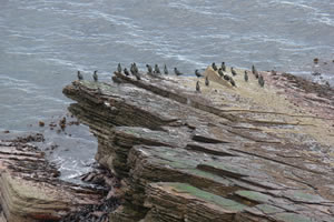 Sea birds on rocks, Caithness coastline