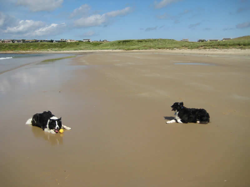Dogs on Dunnet beach