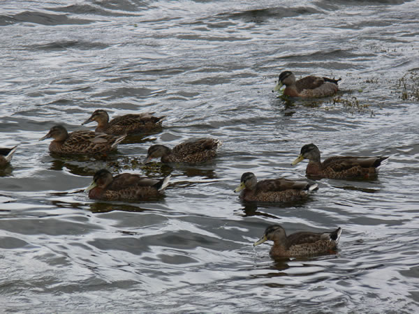 Ducks on Loch Fleet