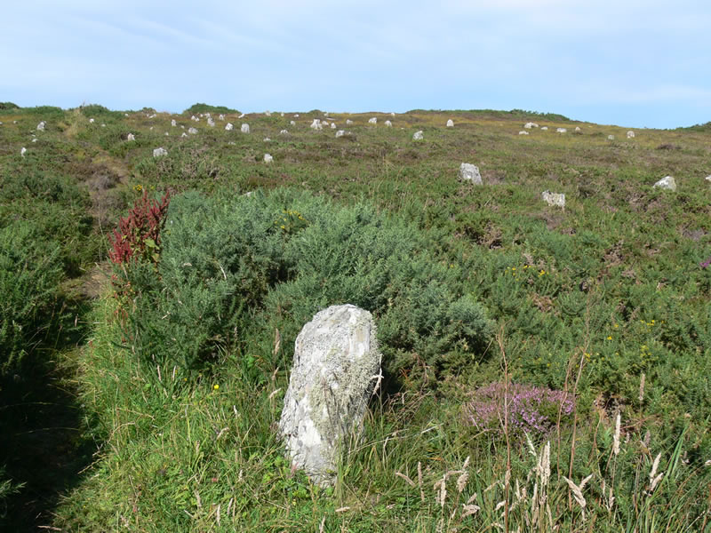 Small upright stones in the field of stanes near Mid Clyth in Caithness
