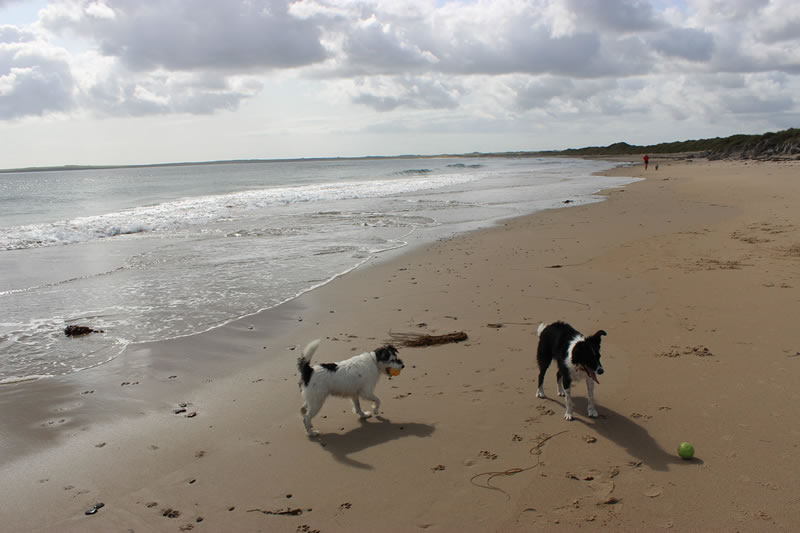 Keiss beach is used for walking dogs, jogging and relaxing