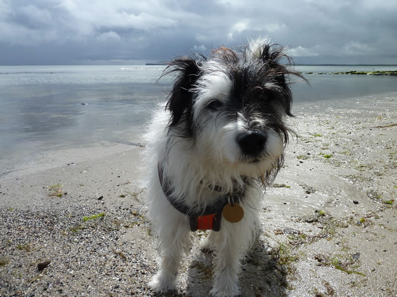 Dog on Keiss beach