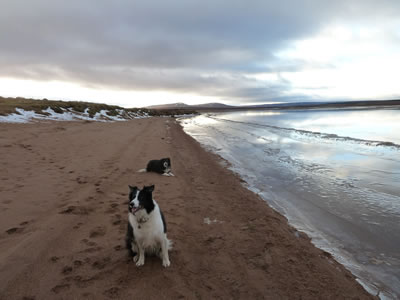 Collies on the sandy beach at Loch More