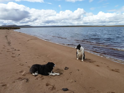 Dogs on Loch More sandy beach