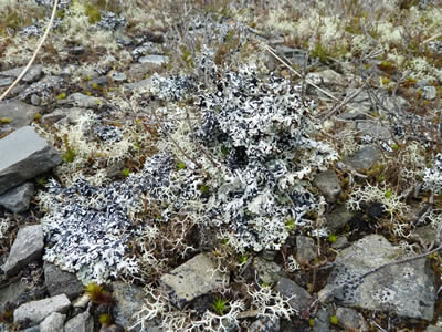 Lichen covering the stones beside the lochside track