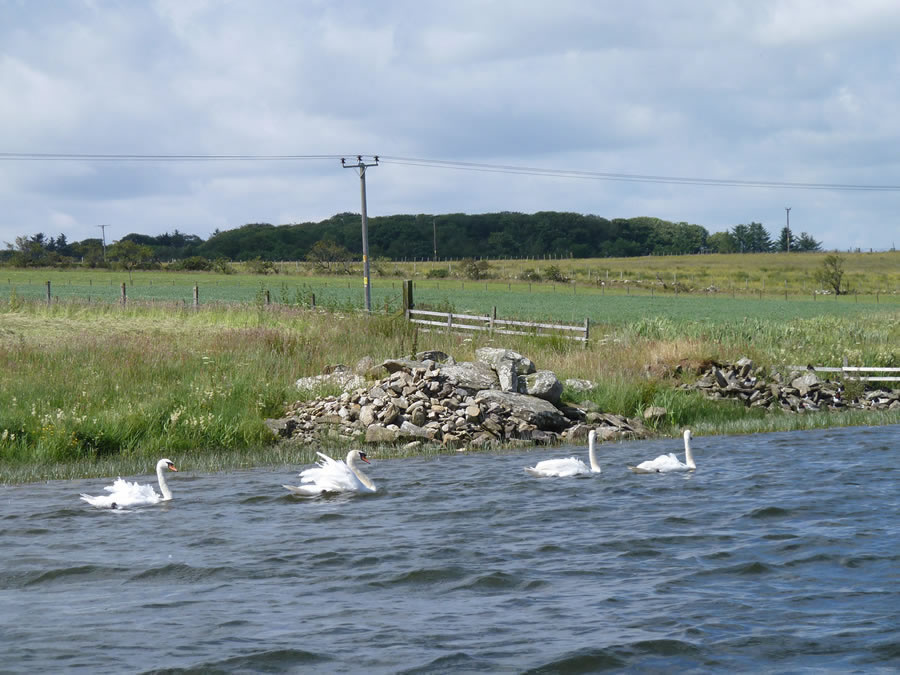 Swans on Loch Watten
