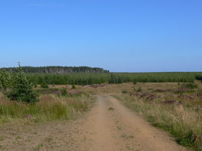 Forestry track at Rumster