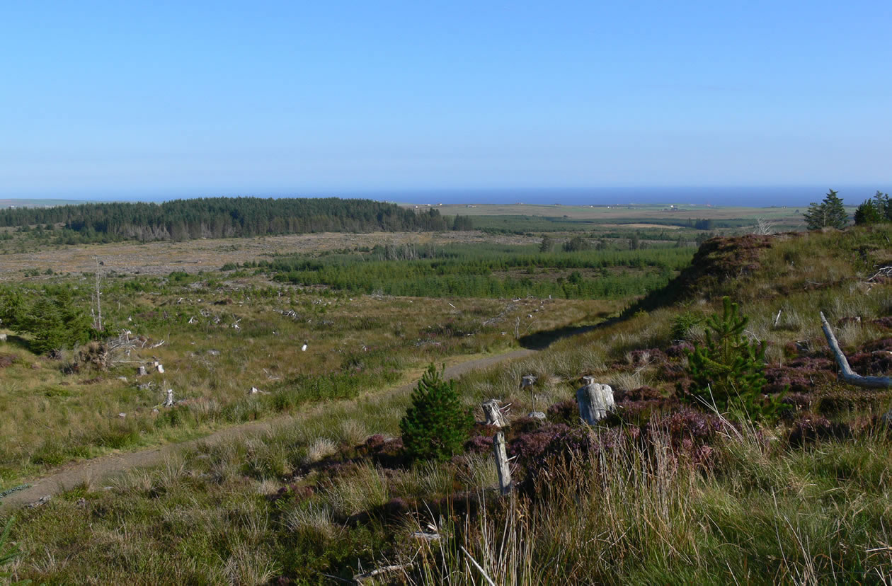 Forest walk at Rumster looking towards Lybster and the Moray Firth