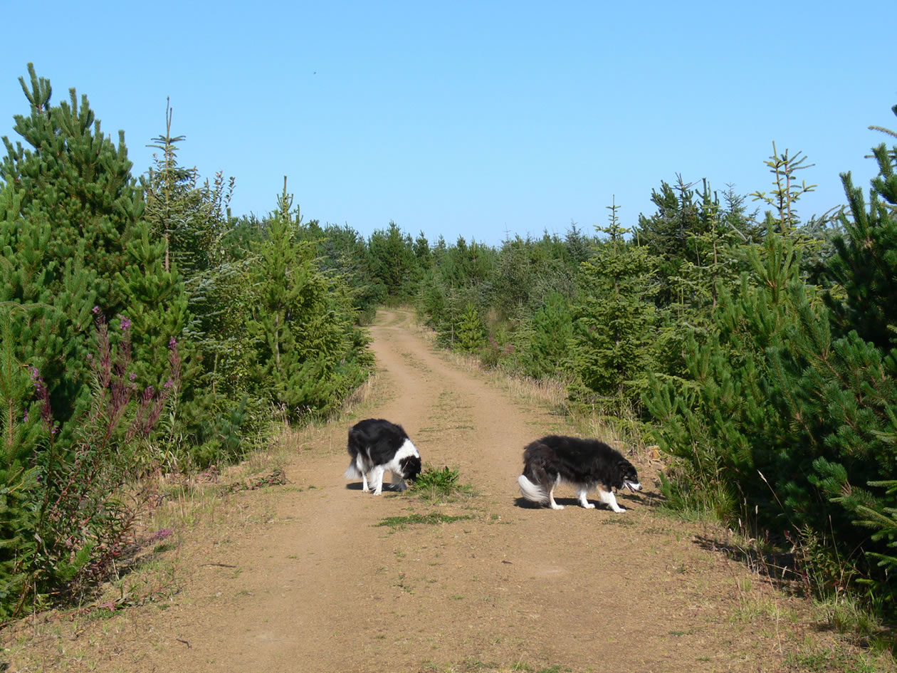 Dogs enjoy the forest walk at Rumster