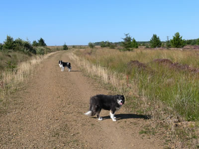 Collies on the forestry track at Rumster
