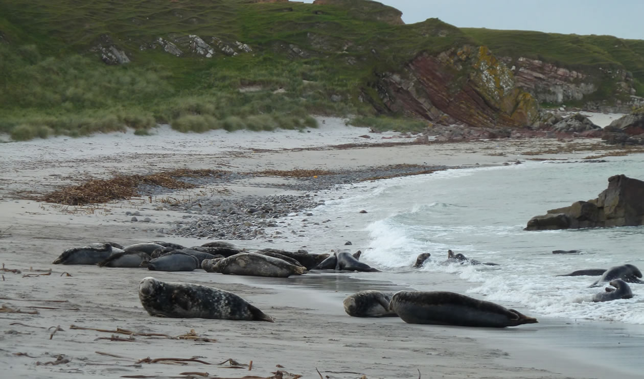 Seals at Sannick Bay in Caithness, Highlands of Scotland