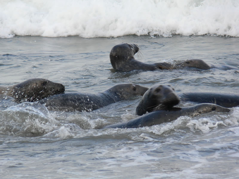 Picture of seals - photo 10