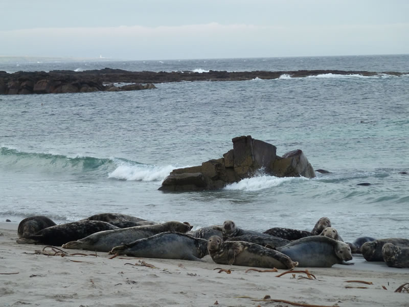 Seals on the beach - picture 13