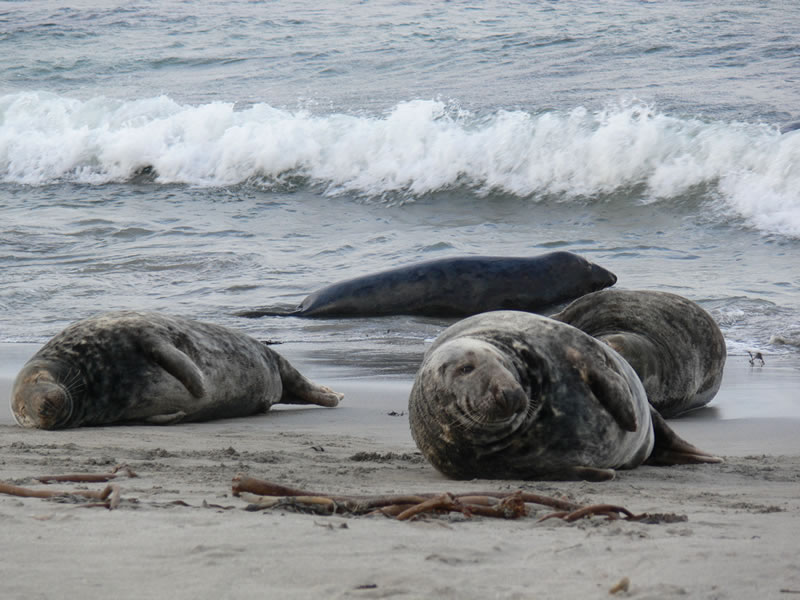 Seals on beach picture 15