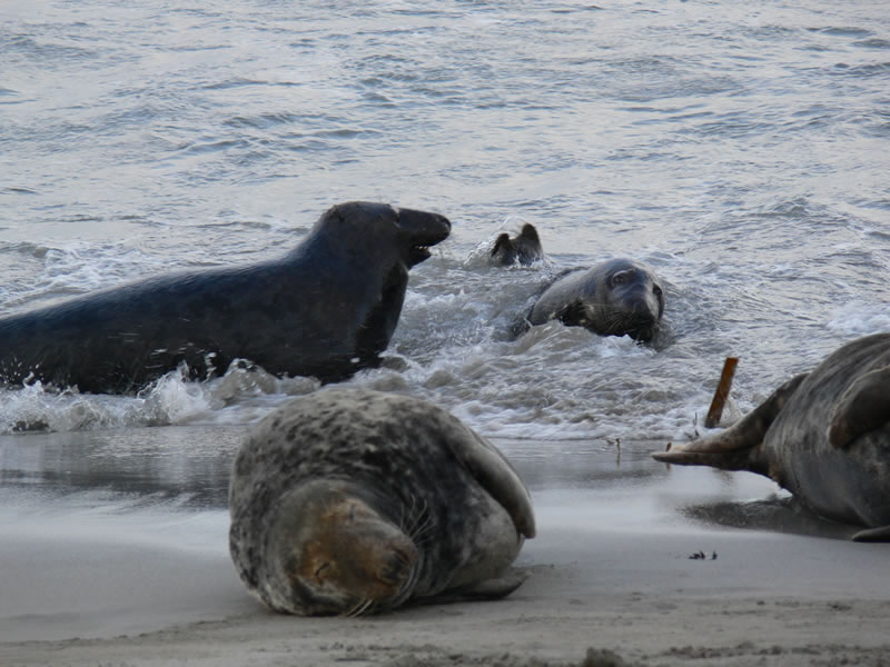 Seals at Sannick Bay near John O' Groats in Caithness, Highlands of Scotland - Picture 17