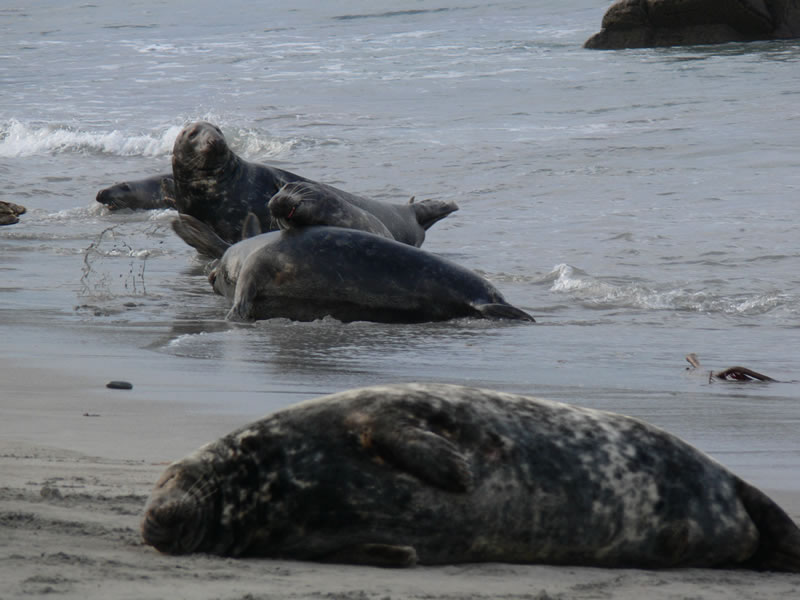 Seals on beach picture 18