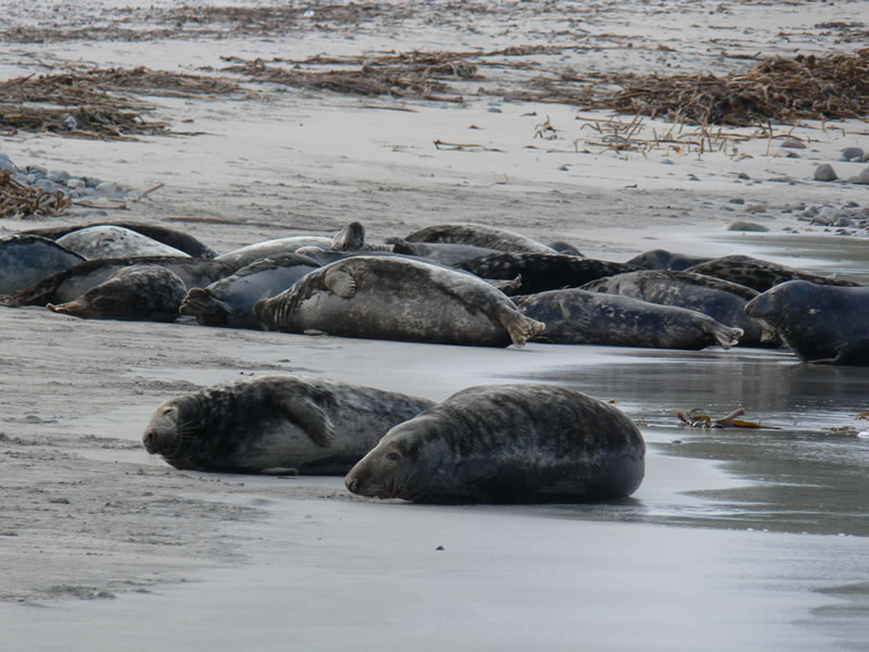 Seals on the beach - picture 19