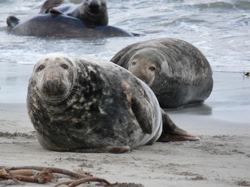 Seals on beach picture 21