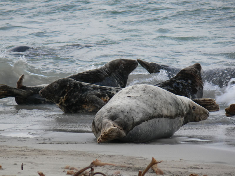 Seals on the beach - picture 22