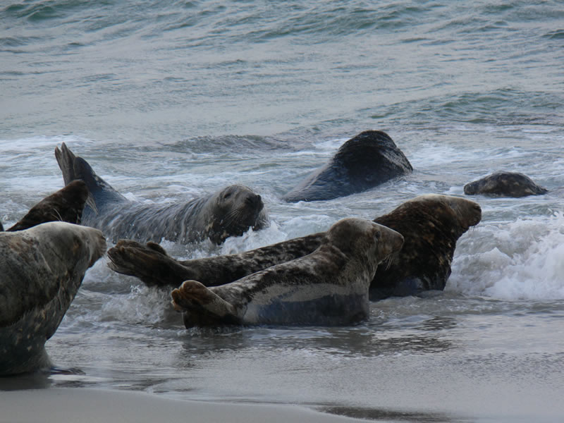 Seals on the beach - picture 25